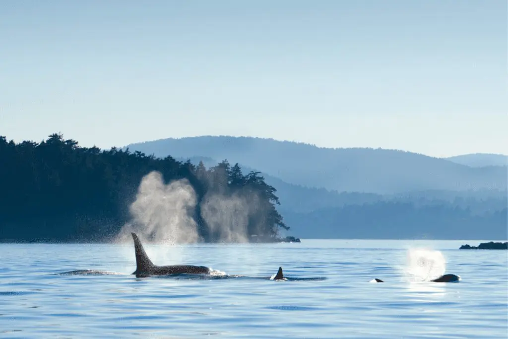 Places to visit in Vancouver Whales in BC